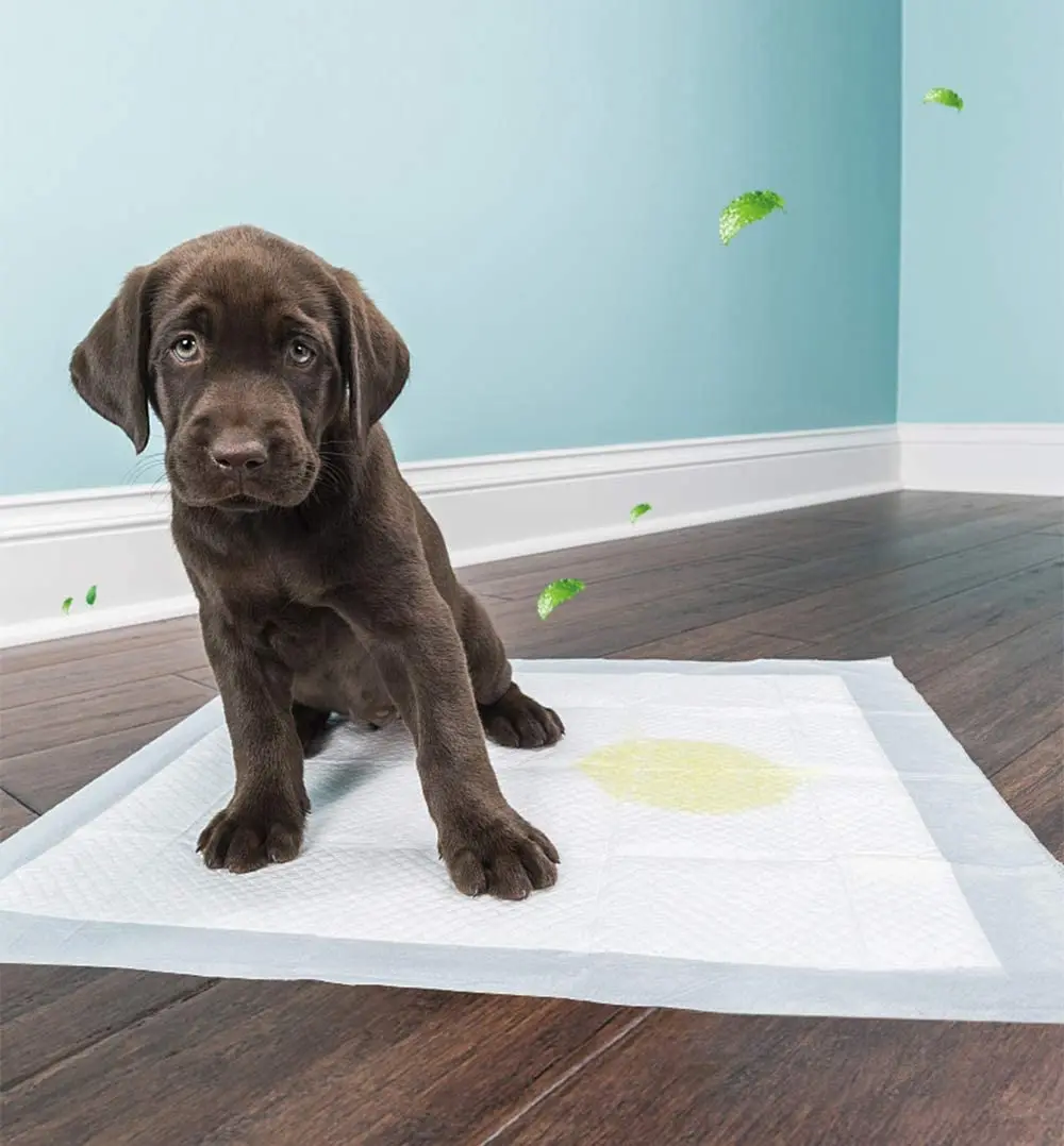 Are Dogs Attracted To Puppy Pads