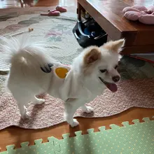 Costume Puppy-Clothes Love-Rainbow-Vest PETCIRCLE Pet-Cat Dog Winter New Fit And Four-Color