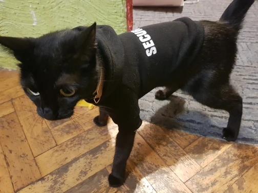 kedi sweatshirt