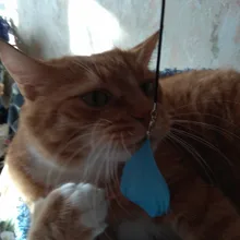 Automatic Smart Cat Toys Ball Interactive Catnip USB Rechargeable Self Rotating Colorful