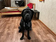 Jacket Rain-Coat Labrador Alaska Puppy-Doberman Waterproof Dogs Large Medium Husky TLC02