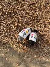 Costume Puppy-Clothes Love-Rainbow-Vest PETCIRCLE Pet-Cat Dog Winter New Fit And Four-Color