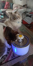 Fuente de agua para perros o gatos, dispensador eléctrico-automático, silencioso, y con luz LED, alimentador USB, capacidad 2,4 L