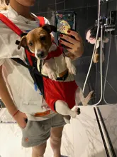 Bags Backpack Pet-Dog-Carrier Travel-Products Small Dog Chihuahua Outdoor Breathable