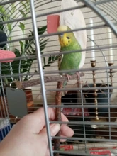 Toys Birdcage-Accessories Bird-Stand Wooden Parrots Perches-Supplies Swing Bar Pet-Bracket