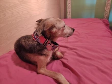 Personalized Fabric Super Strong Durable Martingale Collars for Dogs Heavy Duty Duty