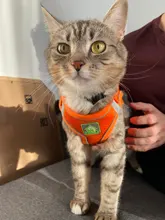 Reflectante cachorro gato arnés chaleco caminar perro ajustable Collar de gatito de malla de poliéster arnés para pequeño mediano perros