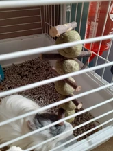 Toys Hanging-Cage Hamster Teeth-Grinding Rabbit-Tree Grass-Ball Branch Pet