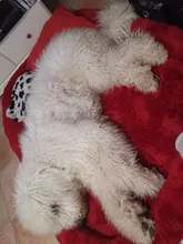 Dog-Beds Cage Lounger Pet-House-Cushion Dogs-Mat Bench-Medium Golden Retriever Large