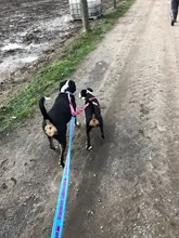 Double-Dog-Leash Truelove Training Small Dogs Nylon for No-Tangle Large