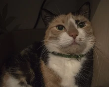 Collar de seguridad delicado para perros, correa de nailon, ajustable, a la moda, campana de camuflaje, gran oferta