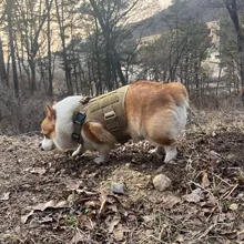 Molle Vest Panels Dog-Harness Dogs Military-Working Training Rubrab Tactical Metal 