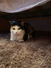 Collier-Collar para gatos con estampado de pata, correa de nailon ajustable para el cuello, para gatos