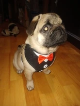 Elegante pajarita arnés tipo chaleco para perro con correa ajustable, Gato conjunto de Correa y arnés lindo arco nudo esmoquin para gatos gatito cachorro