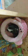 Jaula suave para cama de conejillo de indias, para hámster, Mini animales, rata ratones, cama nido, casa de hámster, productos para mascotas pequeñas