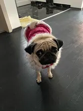 Dog Cat Winter Warm Coat Jacket Dress Pet Puppy Hoodie Winter Warm Clothes Apperal