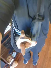 Puppy-Carrier-Bag Sling Black Single-Shoulder Medium-Size Top-Quality Pet-Dog-Cat Cotton