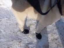 Dog-Shoes Socks Dogs Chihuahua Yorkie Snow Anti-Slip Small Winter Warm for Cats Thick