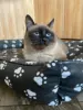 Изображение товара 3
