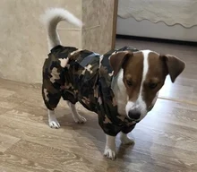 Gran oferta chubasquero para perros, ropa informal para cachorros, impermeable, chaqueta impermeable, disfraces, XS-XXL, 4 colores