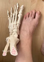 Modelo de Anatomía de huesos del pie y tobillo, esqueleto humano médico, con vástago