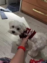 Dog Sweater Coat Clothing Cat-Costume Pet Christmas Halloween for Small Deer Warm