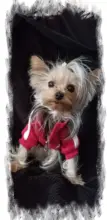 Sudadera con capucha para Perro, Ropa de invierno para perros, abrigo, Chaqueta de algodón, Ropa de Bulldog Francés para perros, Ropa para mascotas