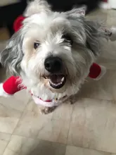 Costume Cat Jacket Christmas Dogs Small Santa-Claus Winter Large for Funny Dog-Coat Warm