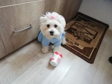 Dog-Dress Dogs-Skirt Yorkshires Chihuahau Winter Dot for Autumn