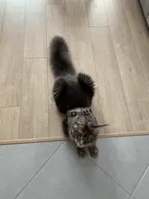 Conjunto de arnés y correa reflectante de seguridad para perros pequeños y medianos, arnés para gato, chaleco, correa de pecho para cachorro, Bulldog, Chihuahua