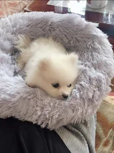 Pet bed for dog donut bed plush cat bed accessories kennels for dogs mascotas productos