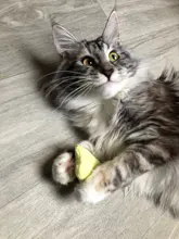 Teeth Grinding Catnip Toys Funny Interactive Plush Cat Toy Pet Kitten Chewing Vocal Toy
