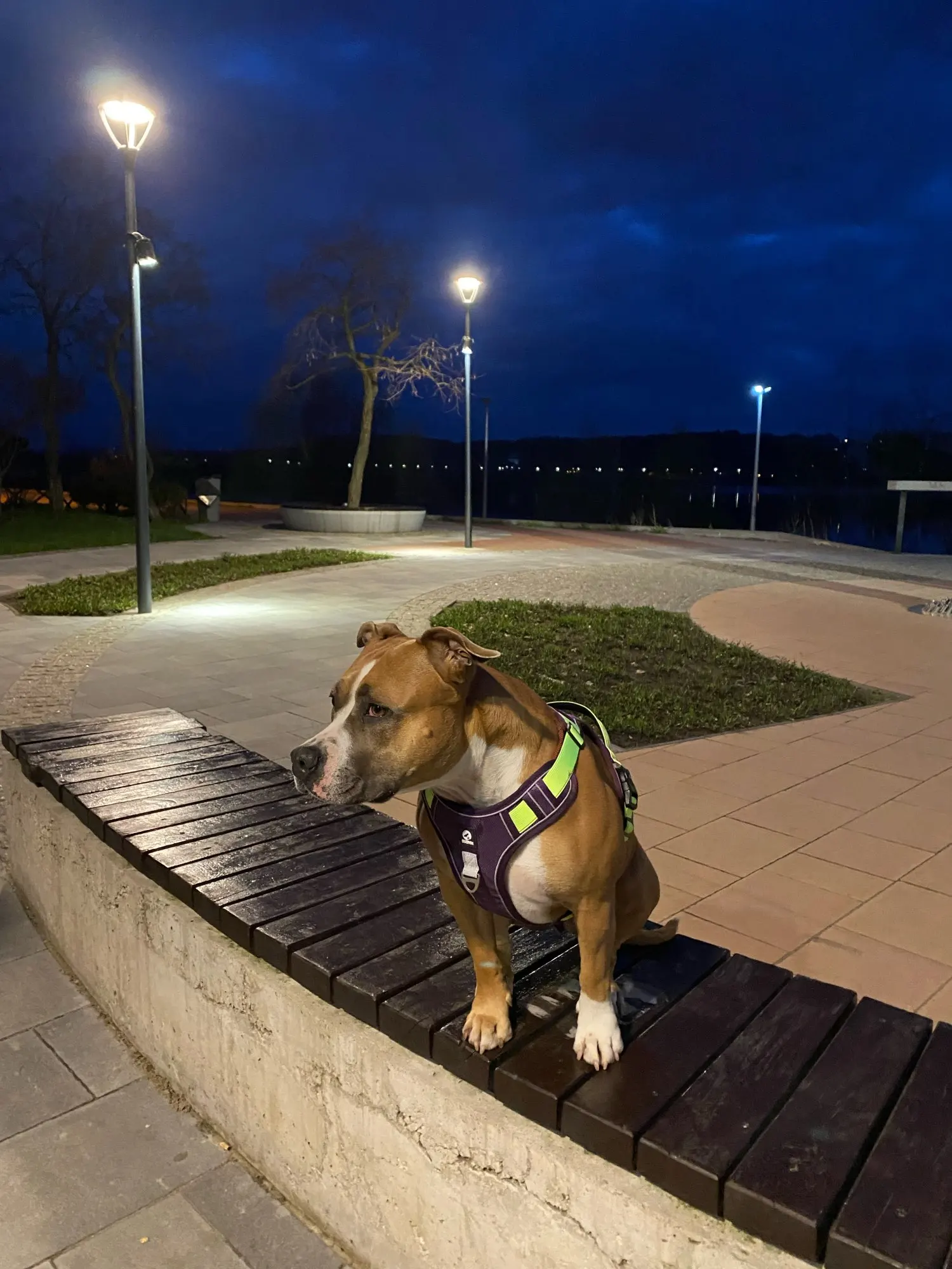 Nylon Dog Harness For Big Dogs Adjustable Safety