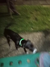 Collar de seguridad con Gato LED para mascotas, Collar luminoso con brillo para perro pequeño