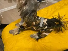 Dog Costumes Rain-Coat Waterproof Jacket Puppy Pet-Dog 4-Color Pet-Supplies XS-XXL Hot
