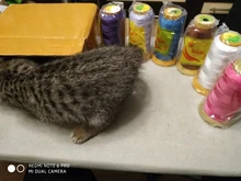 Cuerda de algodón para manualidades, cuerda de rosca de 0,2/0,25/0,5/0,7/0,8/1mm, compatible con abalorios, pulseras, collares, accesorios de joyería