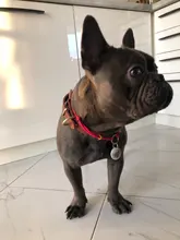 Leash-Set Lead Pet-Collars Dogs Pitbull Small Walking Real-Leather Personalized And 