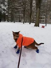 Ropa cálida para mascotas y gatos, ropa con capucha para otoño e invierno, abrigo para gatos y cachorros, 8Y45