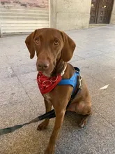 Carrier Bag Travel-Bags Pets-Products Retriever-Bulldog-Backpack Dogs Adjustable Large