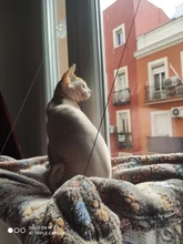 Cama que cuelga de la ventana para mascotas, 20kg, hamaca para gato y mascota, asiento tipo estante