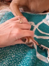 Claw-Clippers Cutter Nail-File-Kit Scissors Grooming-Tool Pet-Nails Shears Trimmer Birds