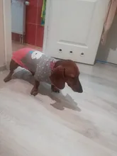 Dog Winter Sweater Pet-Dog Puppy-Cat Knitted Chihuahua for Small Clothing Ropa-Perro