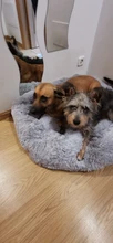 Cama de perro caliente de lana ronda perro perrera casa larga felpa invierno mascotas camas para perros medianos grandes perros gatos cojín del sofá suave esteras