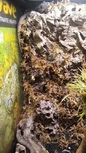 Moss Substrate Terrarium-Moss Habitat-Decoration Reptile-Turtle Natural 100g