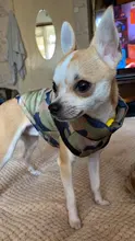 Coat Vest Jacket Yorkie Chihuahua Puppy Outfit Pet-Dog Winter Warm for Windproof Padded