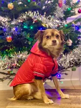 Small Dog Clothes Winter Warm Pet Dogs Coat Jacket Puppy Cat Outdoor Clothing Hoodies