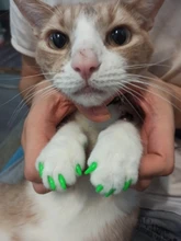 20 piezas gato suave del clavo de silicona tapas/gato de cubierta/garras de gato/Pet/uñas Protector con pegamento adhesivo y aplicador tamaño XS S M L