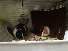 Pet-Tent Hammock Nest-Mat-House Hamster Hedgehog Guinea-Pig Small Hanging Pets Hideout