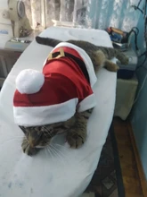 Costume Jackets Yorkie-Outfit Cat-Clothing Puppy Small Dogs Coat Hooded Pet-Dog Winter Dog