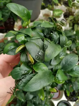 

Plant for aquariums. ANUBIA NANA "MINI"